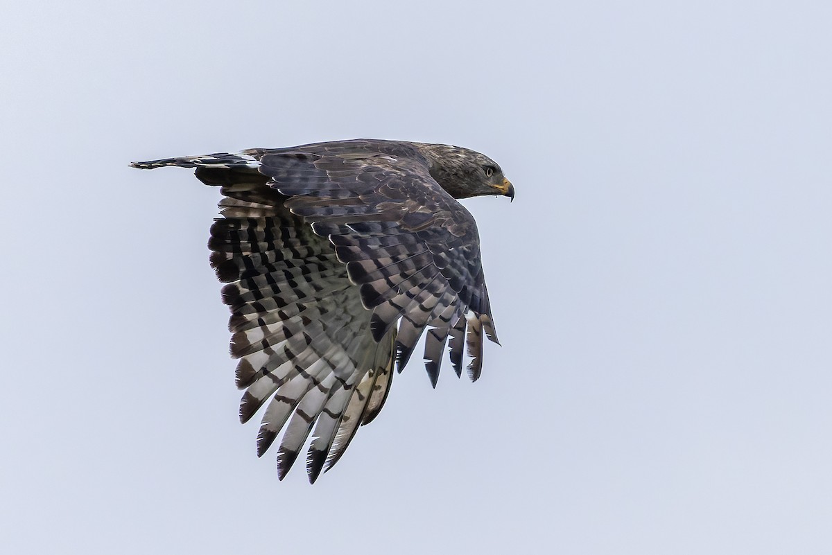 オビチュウヒワシ - ML646693941