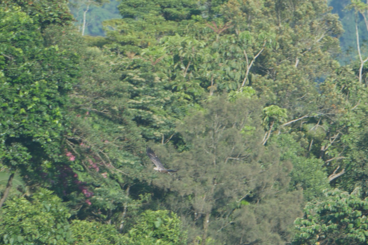 White-bellied Sea-Eagle - ML646693942