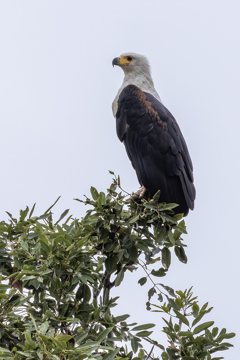 flodørn - ML646693943