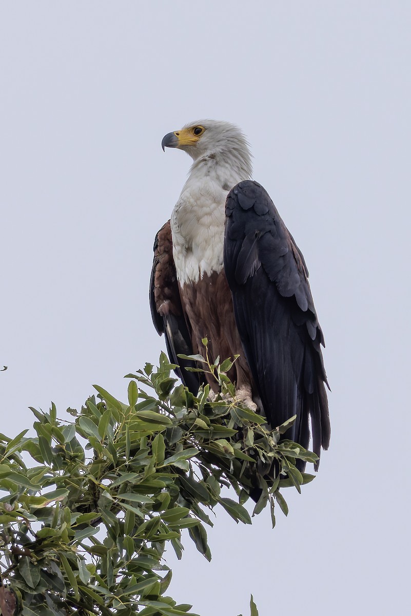 flodørn - ML646693944