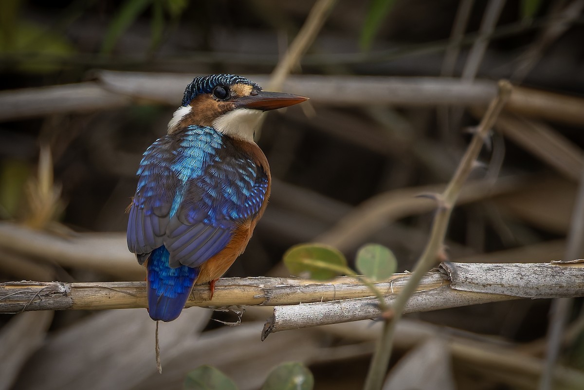 Malachite Kingfisher - ML646693965