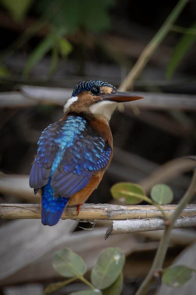 Malachite Kingfisher - ML646693966