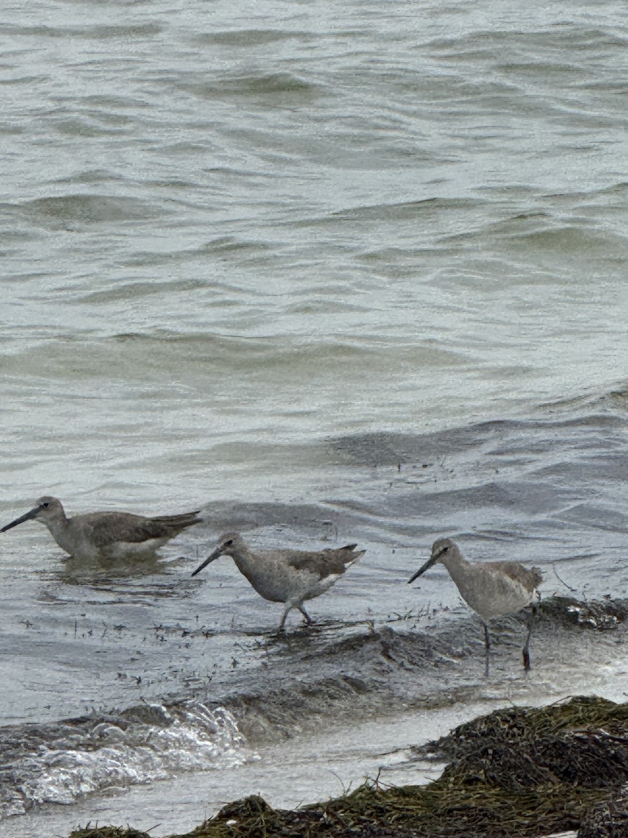 Correlimos Común - ML646693968