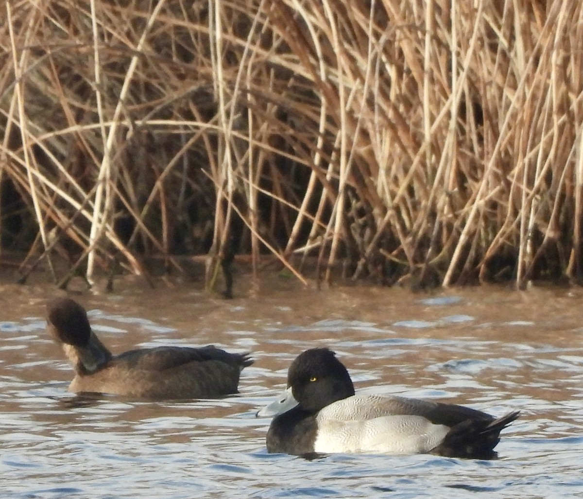 コスズガモ - ML646693970