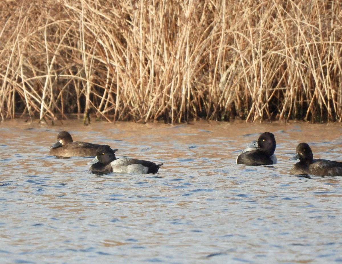 コスズガモ - ML646693971