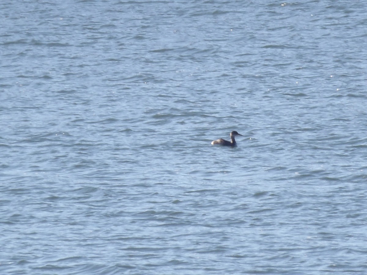 Svasso collorosso - ML646693974