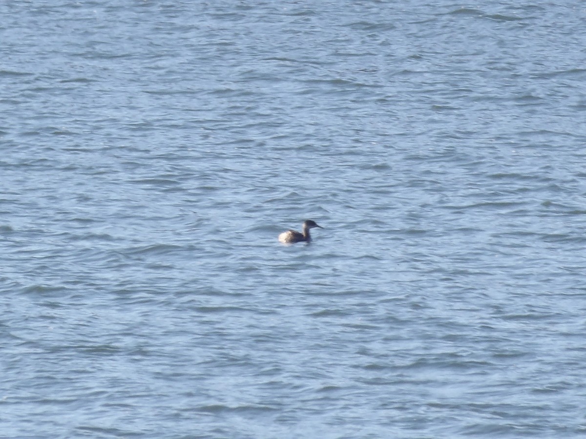 Svasso collorosso - ML646693975