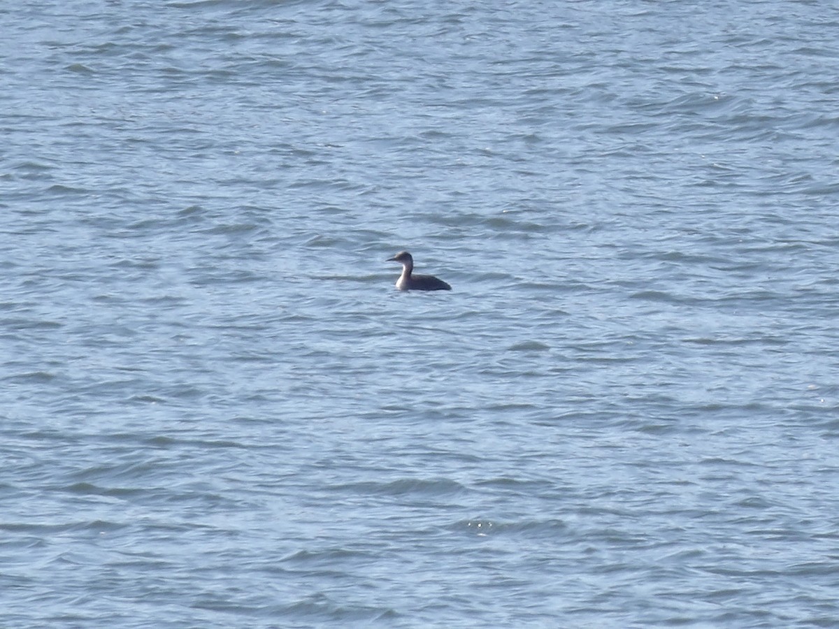 Svasso collorosso - ML646693976