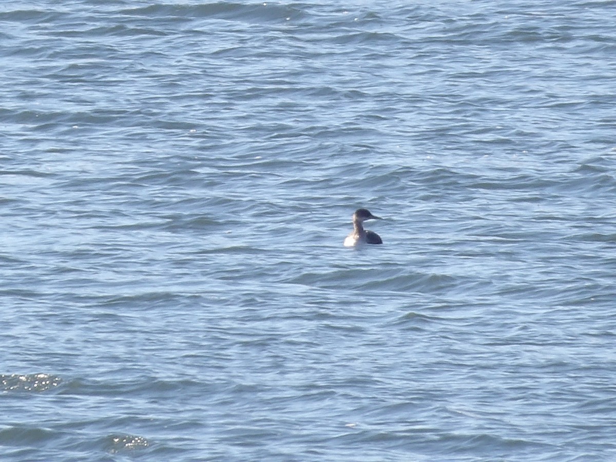 Svasso collorosso - ML646693977