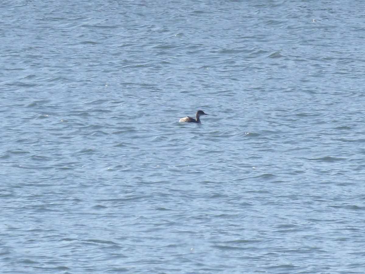 Svasso collorosso - ML646693978