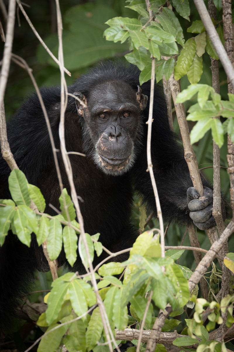 West African Chimpanzee - ML646693980