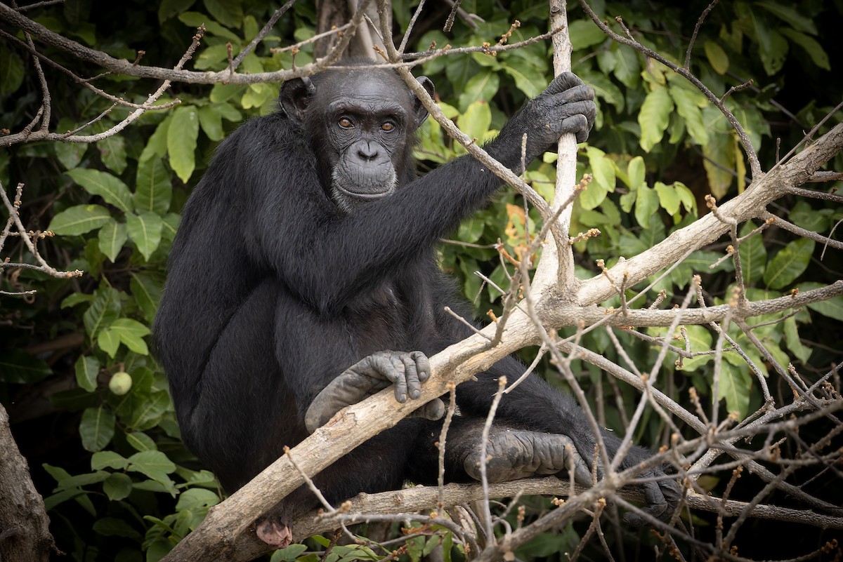 West African Chimpanzee - ML646693981