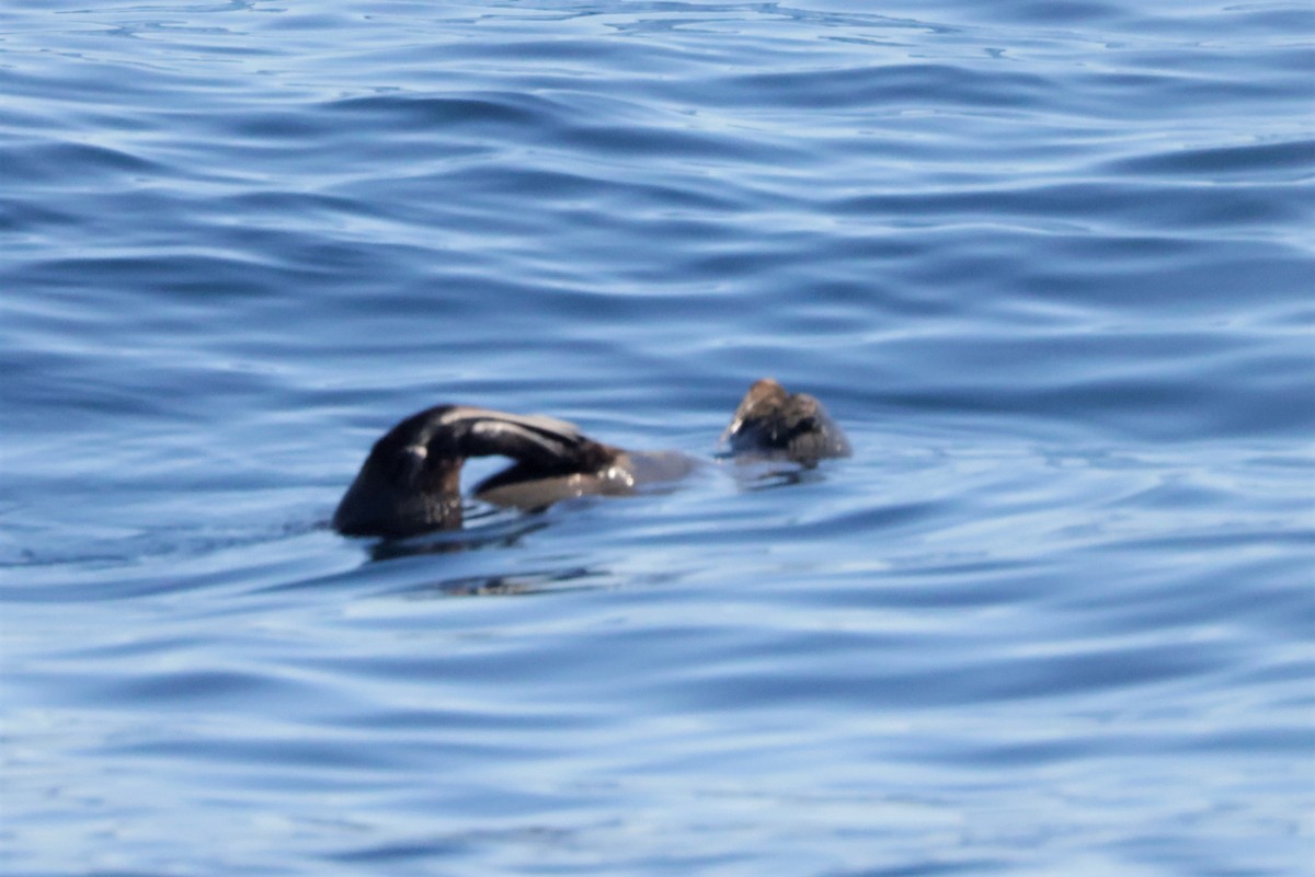 Guadalupe Fur Seal - ML646693982