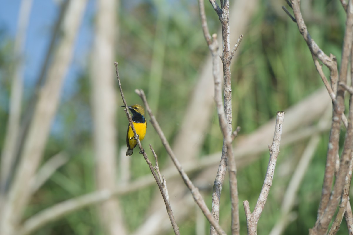 Sahul Sunbird - ML646693983