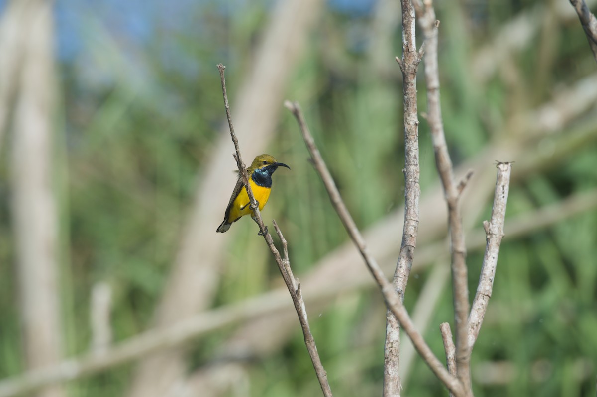 Sahul Sunbird - ML646693984