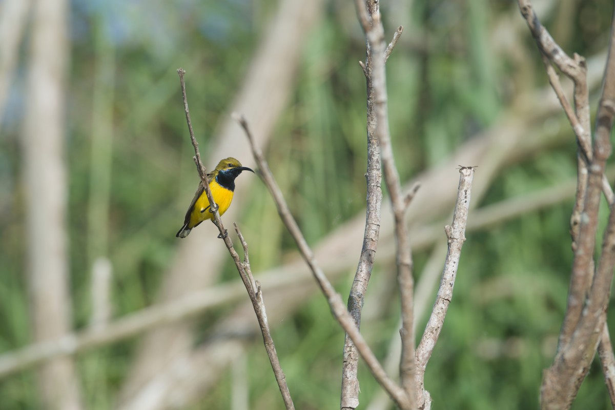 Sahul Sunbird - ML646693985