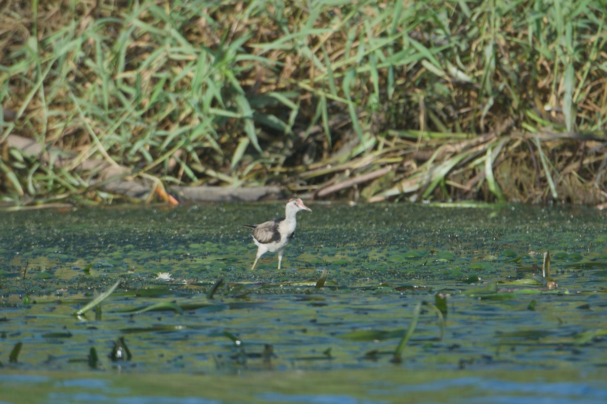 Comb-crested Jacana - ML646693995