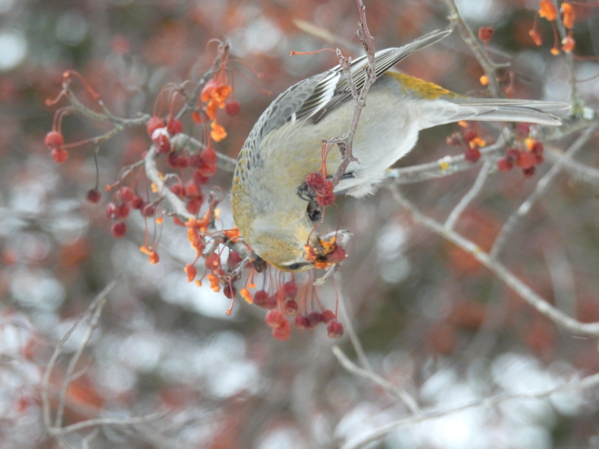 Pine Grosbeak - ML646693996