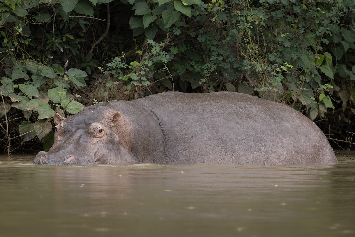 Common Hippopotamus - ML646694002