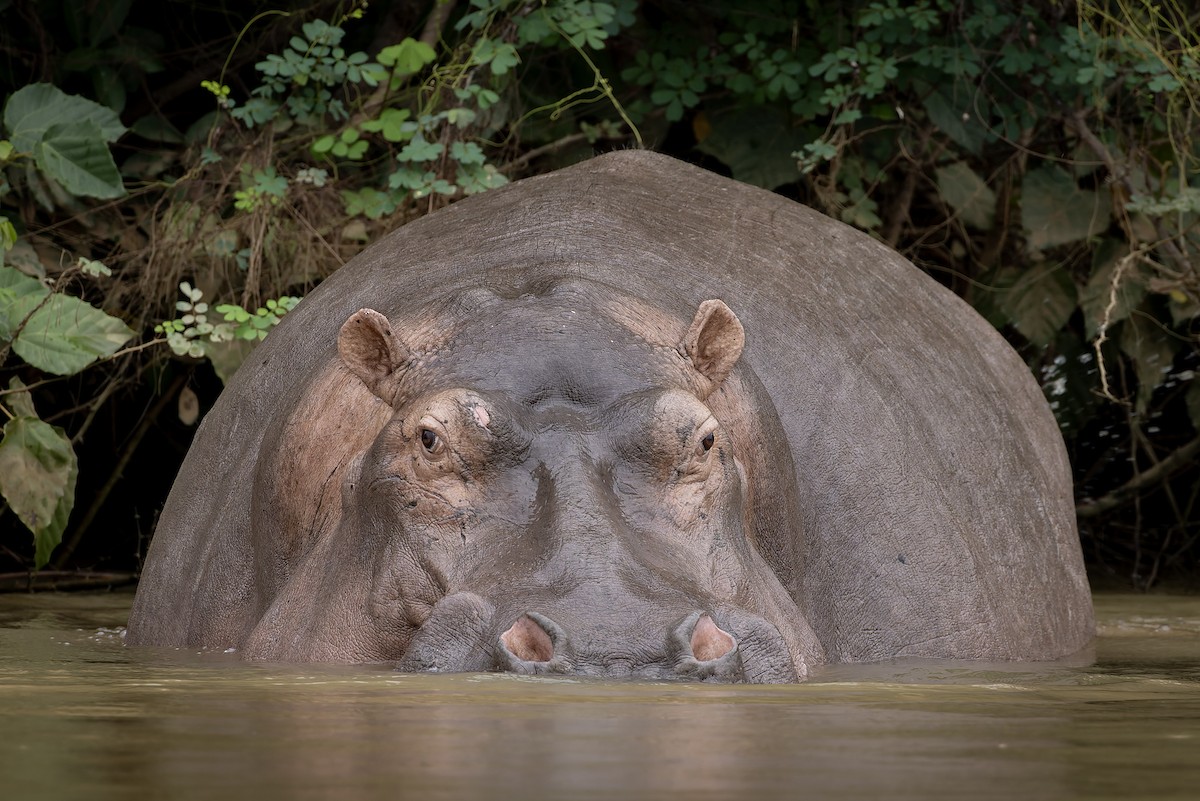 Common Hippopotamus - ML646694003