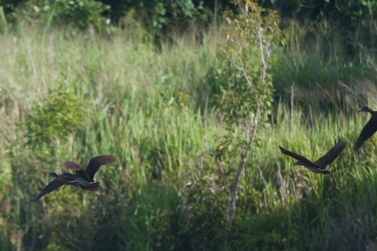 Spotted Whistling-Duck - ML646694009