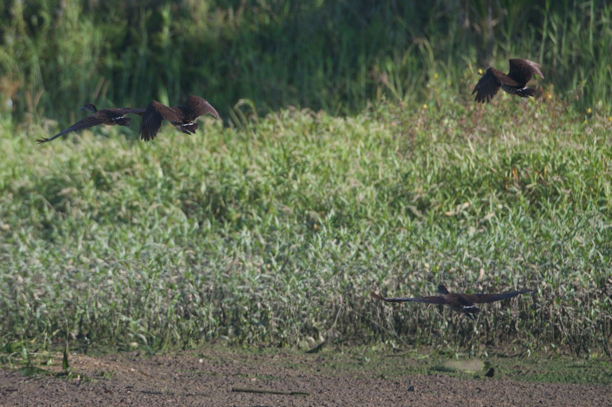 Spotted Whistling-Duck - ML646694010