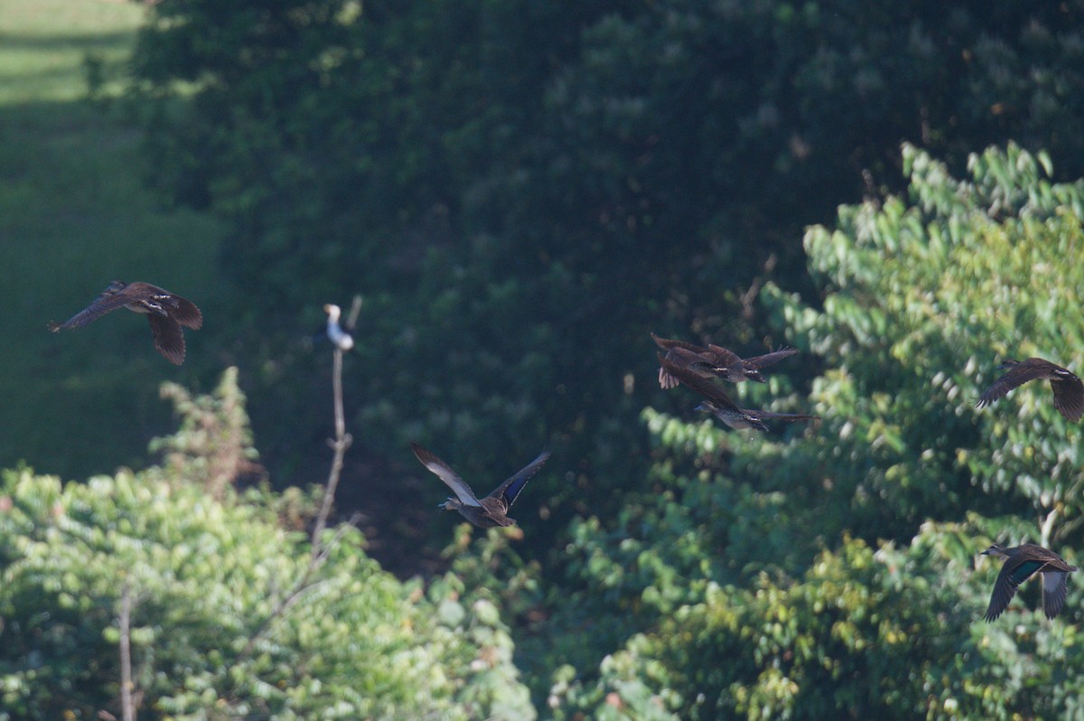 Spotted Whistling-Duck - ML646694011