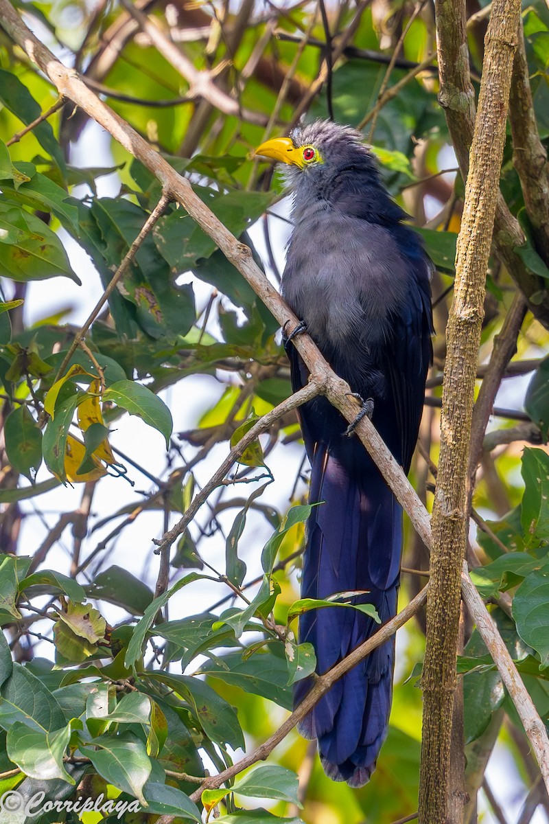 Blue Malkoha - ML646694027