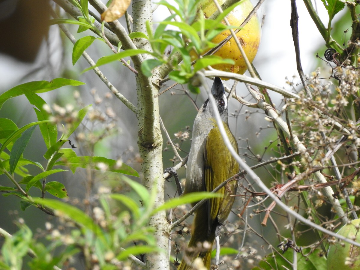 Buntkehlsaltator - ML646694030