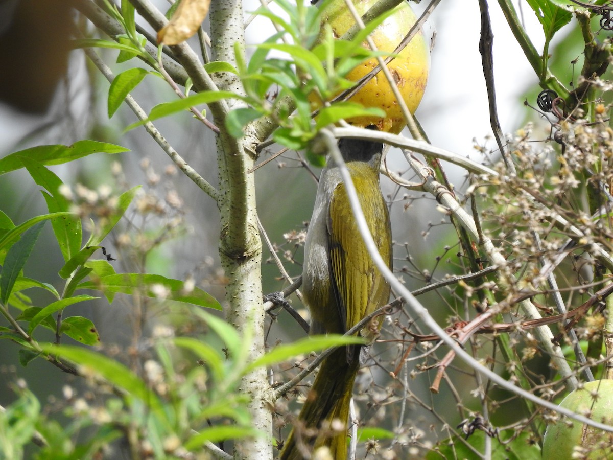 Buntkehlsaltator - ML646694031