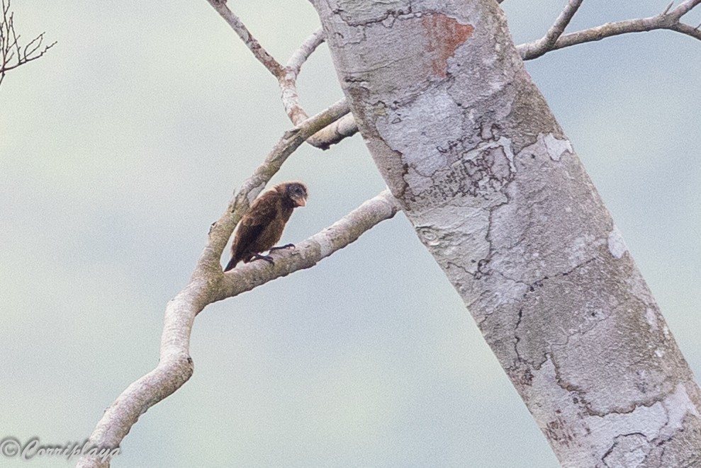 Naked-faced Barbet - ML646694032