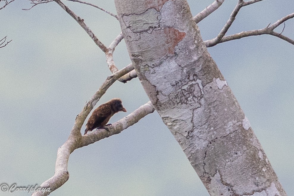 Naked-faced Barbet - ML646694033