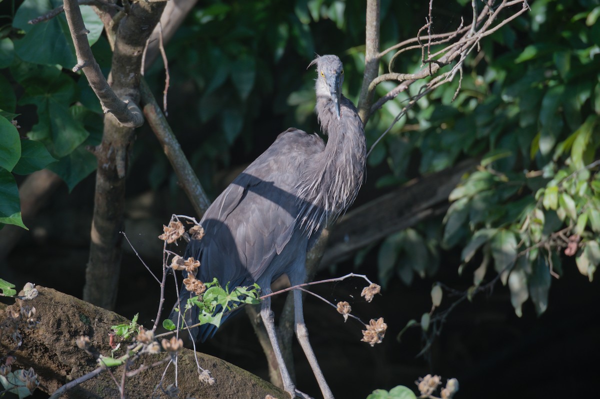 Great-billed Heron - ML646694035