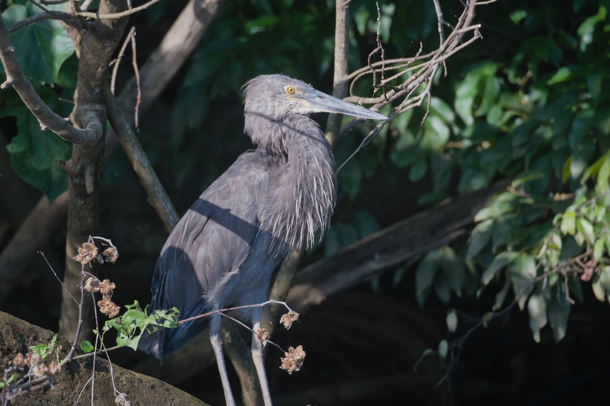 Great-billed Heron - ML646694036