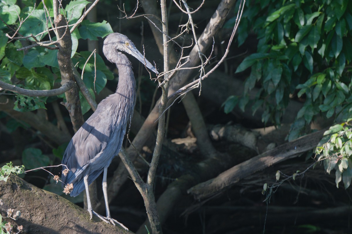 Great-billed Heron - ML646694037