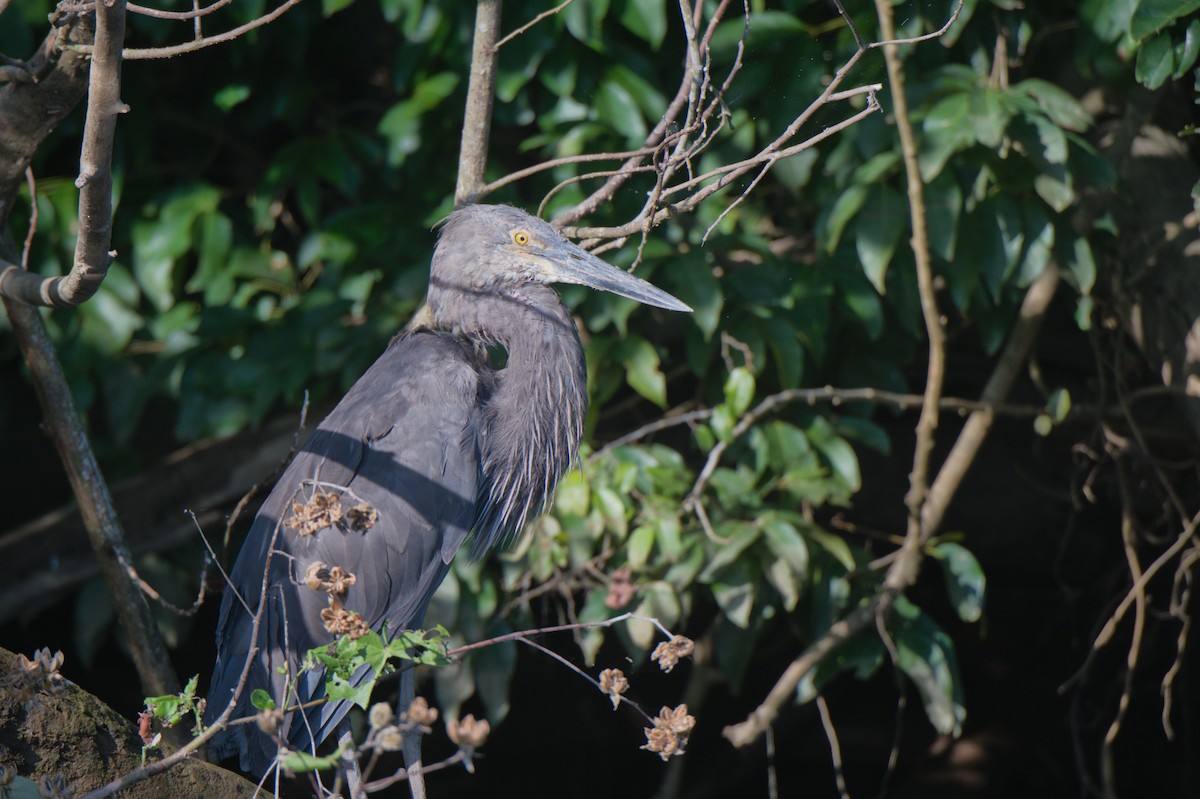 Great-billed Heron - ML646694038