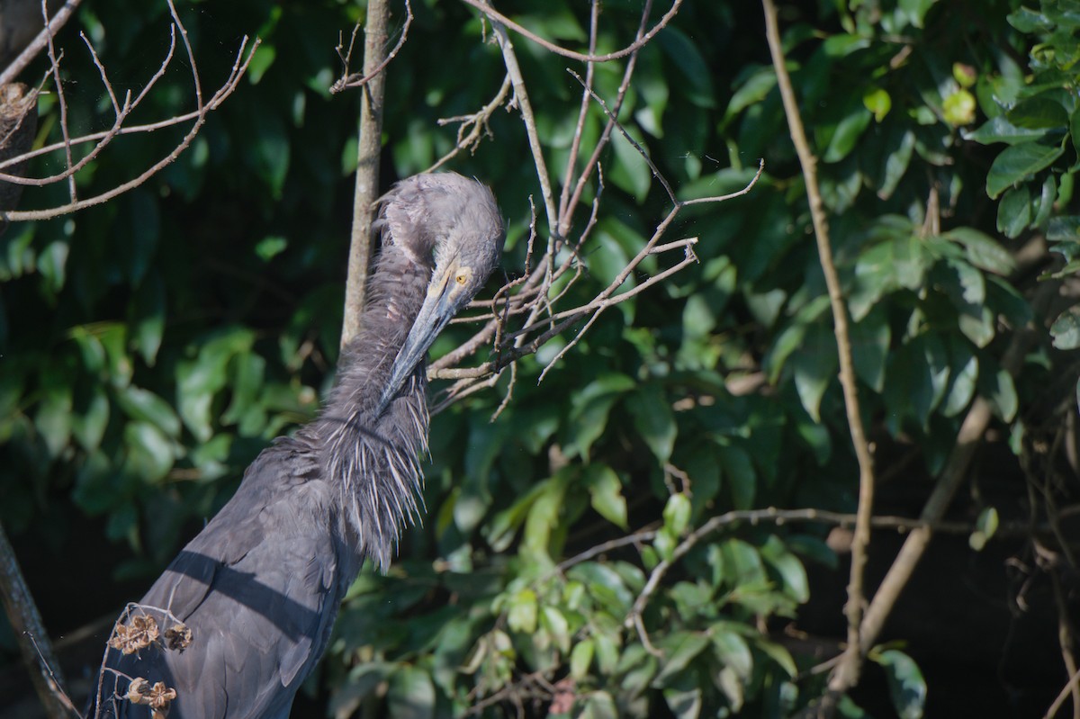 Great-billed Heron - ML646694039