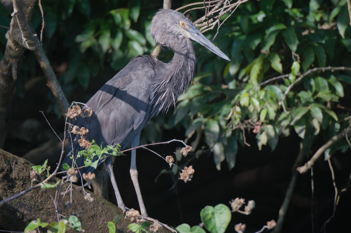 Great-billed Heron - ML646694040