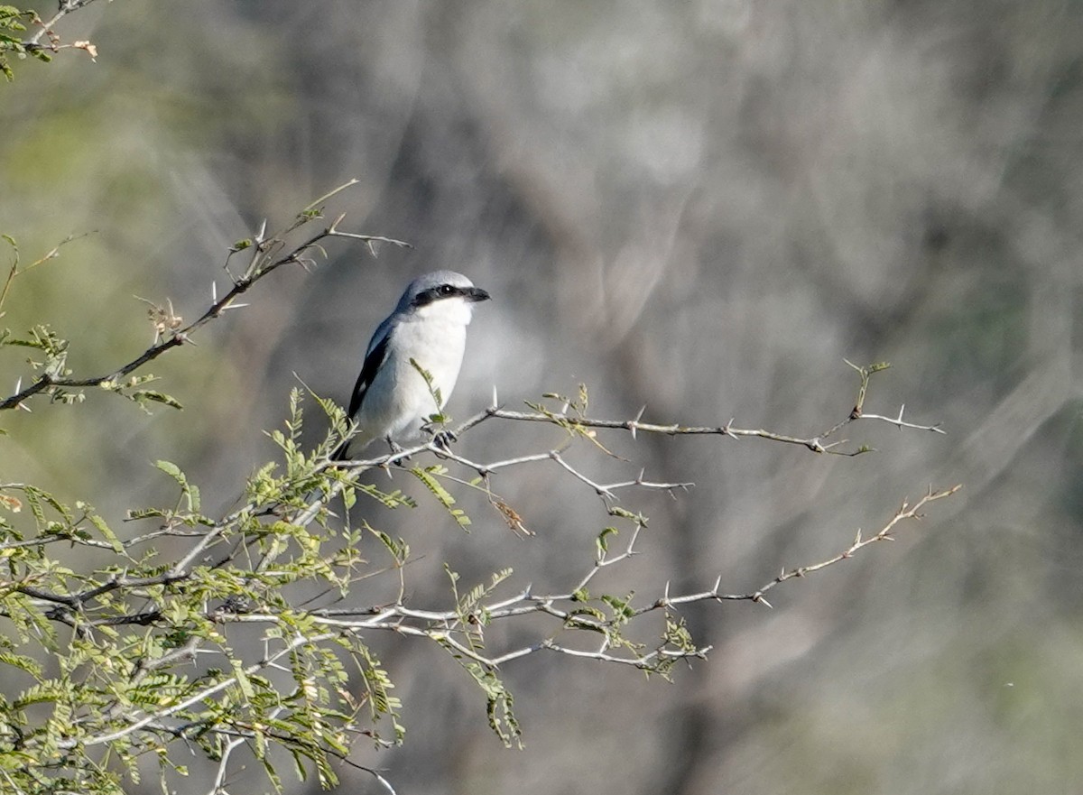 Alcaudón Americano - ML646694041