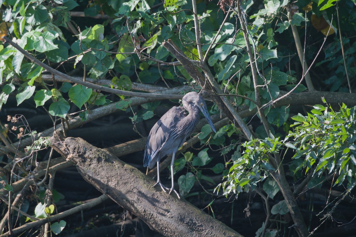 Great-billed Heron - ML646694042