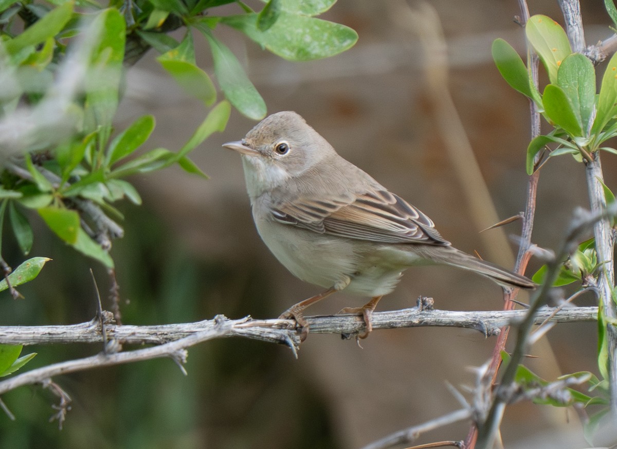 Dorngrasmücke - ML646694044