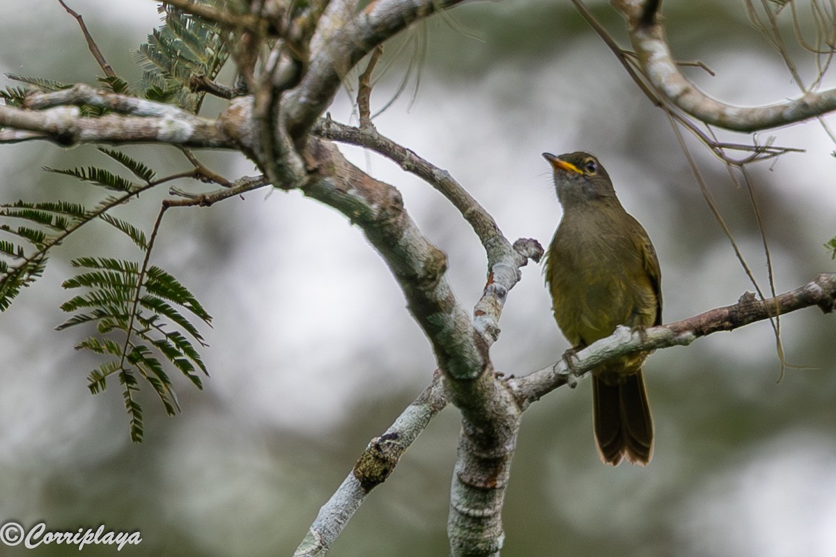 Little Greenbul - ML646694045