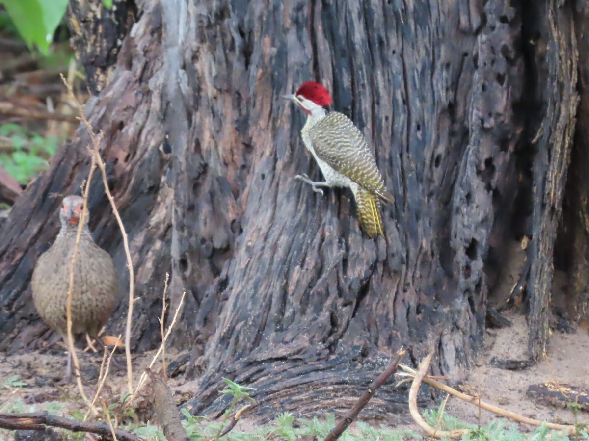 クロアシアカノドシャコ - ML646694049