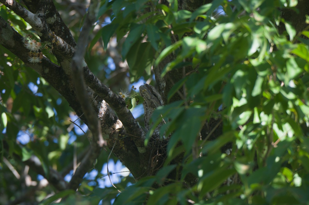 Papuan Frogmouth - ML646694061