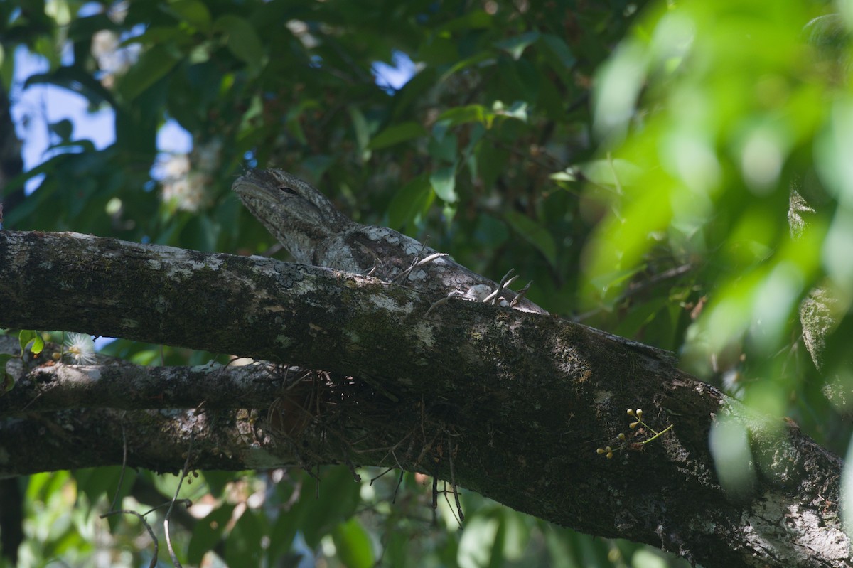 Papuan Frogmouth - ML646694062