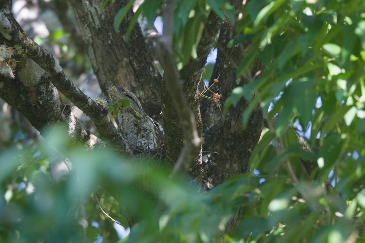 Papuan Frogmouth - ML646694063