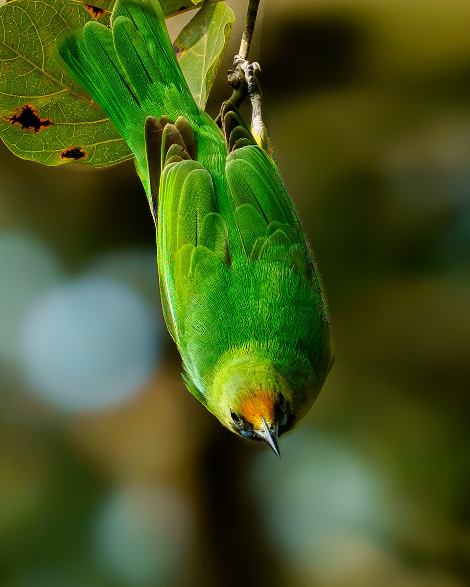 Golden-fronted Leafbird - ML646694067