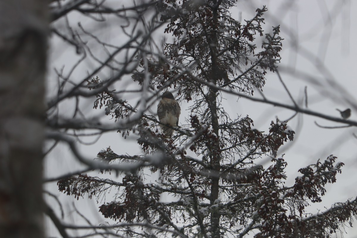 Red-tailed Hawk - ML646694068
