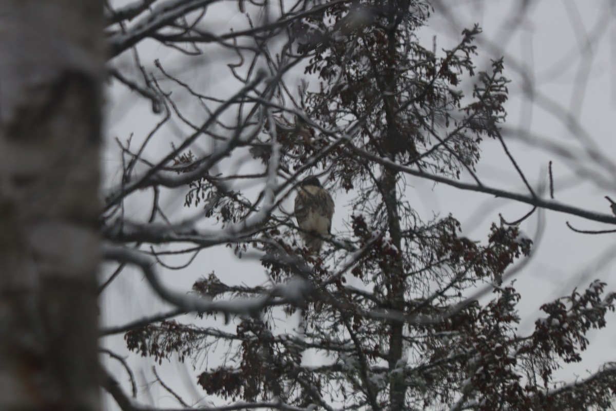 Red-tailed Hawk - ML646694069