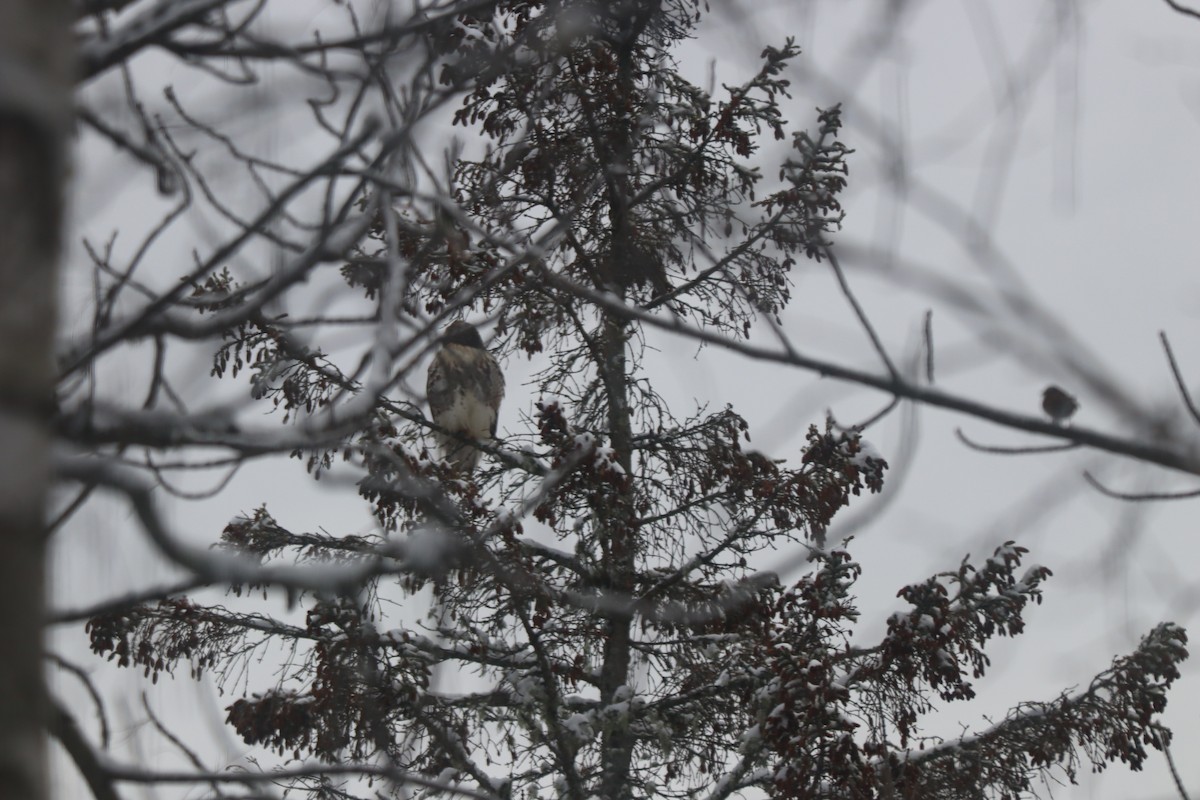 Red-tailed Hawk - ML646694070